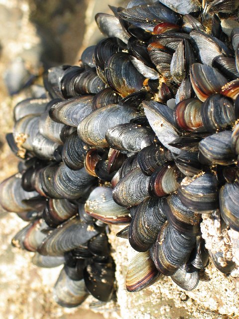 Shells I