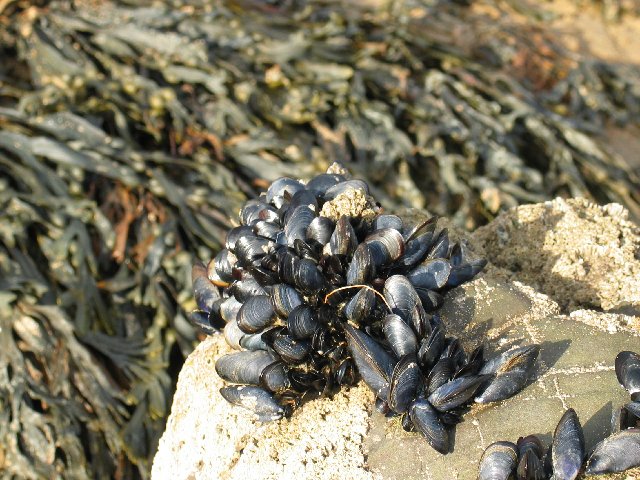Shells II