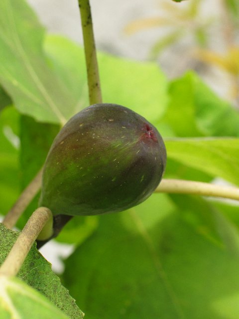 Eden IV