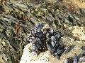Shells II