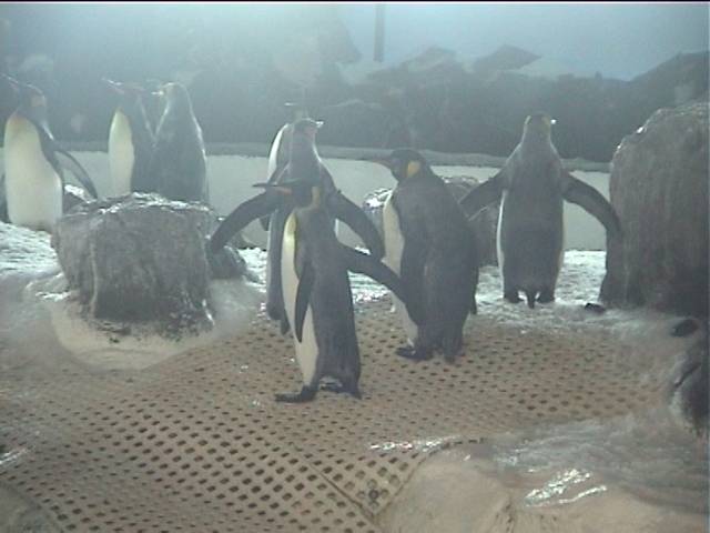 Penguins in Kelly Tarltons