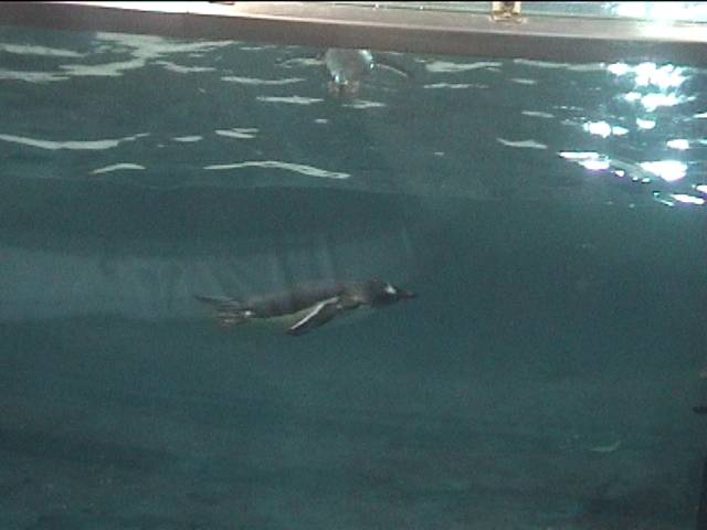 Penguins swimming at Kelly Tarltons