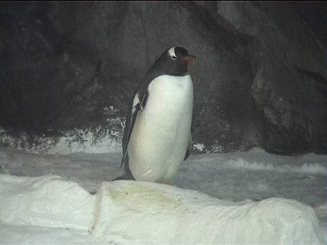 More Penguins at Kelly Tarltons