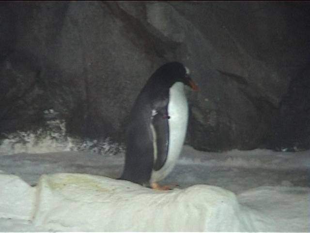More Penguins at Kelly Tarltons