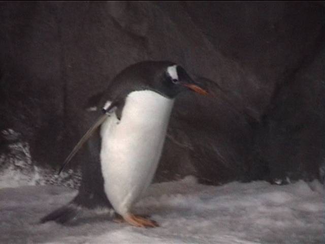 More Penguins at Kelly Tarltons