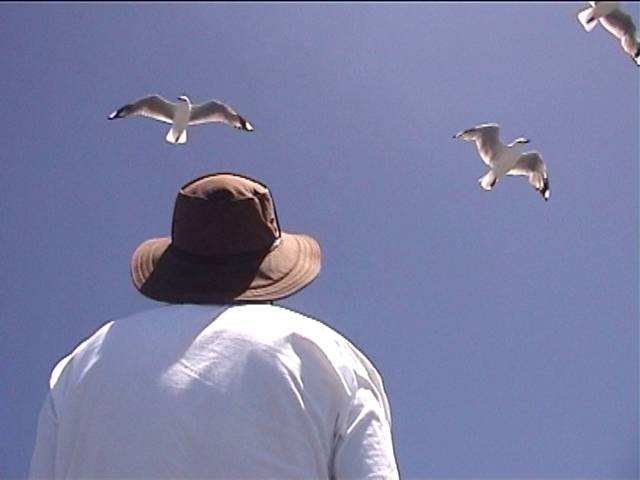 Richard and the seagulls at Kaikoura