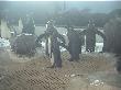 Penguins in Kelly Tarltons
