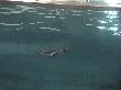 Penguins swimming at Kelly Tarltons