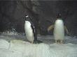 More Penguins at Kelly Tarltons