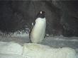 More Penguins at Kelly Tarltons