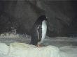 More Penguins at Kelly Tarltons