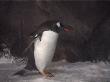 More Penguins at Kelly Tarltons