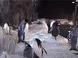 More Penguins at Kelly Tarltons