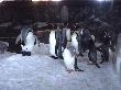More Penguins at Kelly Tarltons