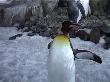 More Penguins at Kelly Tarltons