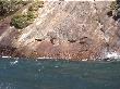 Fur seals enjoying the sun at Milford Sound
