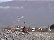 Some lady on Kaikoura beach gets harassed by seagulls