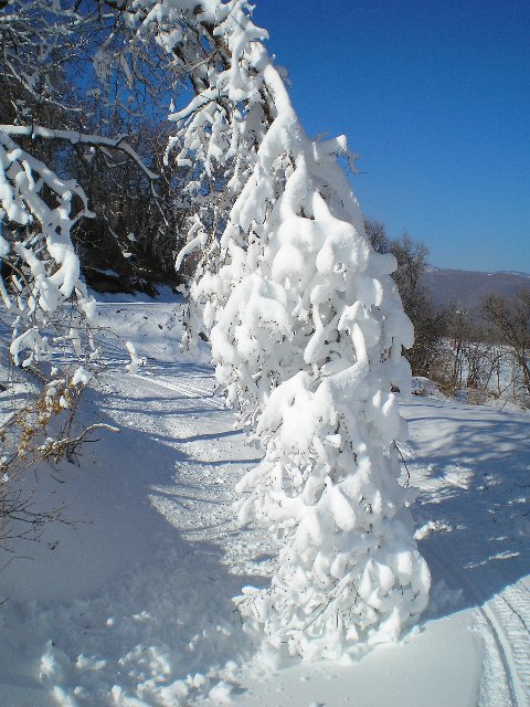 Wolf Mountain III